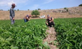 İlçe Tarım Müdürlüğü Sebze Üreticilerini Yalnız Bırakmıyor
