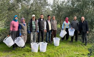 Zeytin Budamasındaki Tarım Emekçilerine Büyükşehir'den Destek