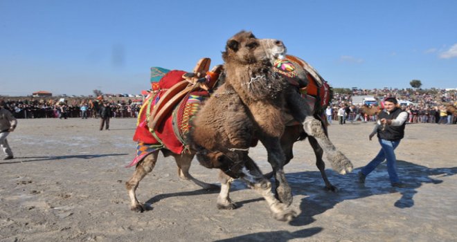 Zeytinliova 2. geleneksel deve güreşlerinde yer değişti
