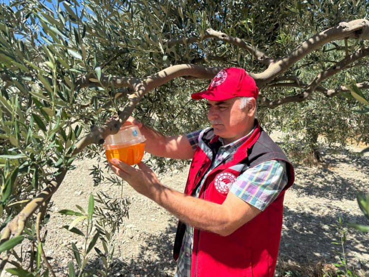Akhisar’da Zeytin Sineğine Karşı Saha Kontrolleri Sürüyor